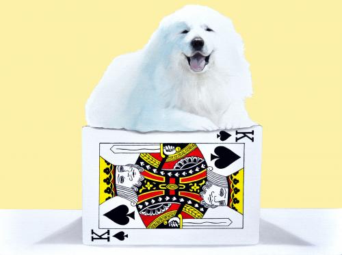 The tower of card-dog